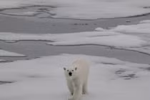 Bắc Cực không còn băng vào mùa hè sẽ ra sao?