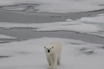 Bắc Cực không còn băng vào mùa hè sẽ ra sao?