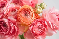 Trời ban lộc: 3 con giáp ở đâu cũng tỏa sáng, kiếm bộn tiền