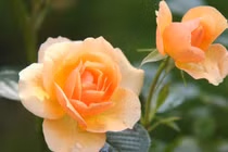 3 con giáp điềm tĩnh lại cẩn trọng, sau tuổi 40 làm đâu thắng đó