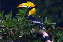 Loài chim quý có mỏ 150 triệu/kg, nằm trong sách Đỏ Việt Nam