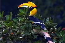 Loài chim quý có mỏ 150 triệu/kg, nằm trong sách Đỏ Việt Nam