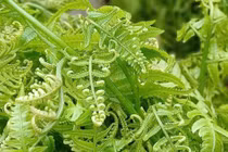 Loại rau trước mọc hoang trong rừng giờ thành hàng đặc sản, kiếm bộn tiền