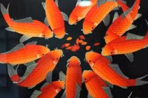 Phong thủy tốt nhất trên người, hóa ra là như thế này