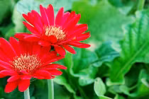 Sinh vào 6 ngày Âm lịch này, năm 2022 hưởng vinh hoa phú quý