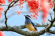 5 con giáp càng già càng may mắn, suôn sẻ, không lo cơm ăn áo mặc