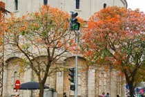 Hà Nội: Mùa cây thay lá đẹp nao lòng