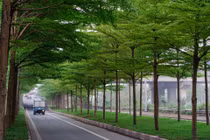 Lịm tim hàng cây bàng lá nhỏ xanh mướt trong lòng Hà Nội