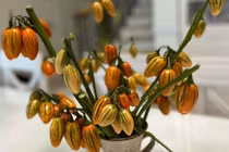 Cành quả sai lúc lỉu cắm chơi đẹp lạ khiến chị em thích mê