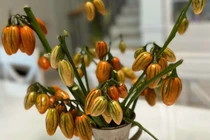 Cành quả sai lúc lỉu cắm chơi đẹp lạ khiến chị em thích mê