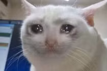 Nóng: Phát hiện loài mèo biết xót thương những người bạn quá cố