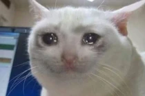 Nóng: Phát hiện loài mèo biết xót thương những người bạn quá cố