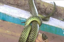Video: Rắn treo mình trước cửa nhà dân, nuốt chửng ếch đang giãy giụa