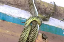 Video: Rắn treo mình trước cửa nhà dân, nuốt chửng ếch đang giãy giụa