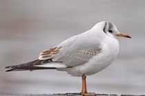 Khám phá thú vị về loài chim mòng biển của Việt Nam