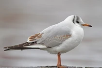 Khám phá thú vị về loài chim mòng biển của Việt Nam