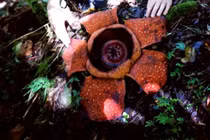 Chiêm ngưỡng loài hoa lớn nhất thế giới