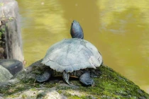 Rùa thực sự có thể thở bằng mông không?