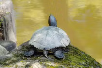 Rùa thực sự có thể thở bằng mông không?