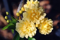 Người sinh vào 5 ngày Âm lịch này “chạm” đâu cũng thành vàng