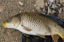 Cá rất ngon và bổ nhưng ăn sai cách có thể rước họa vào thân