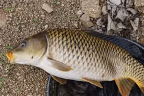 Cá rất ngon và bổ nhưng ăn sai cách có thể rước họa vào thân