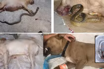Đối đầu với rắn độc, Pitbull thường thất thế hoặc bị giết, lý do vì...