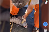 Cá sói diệt toàn bộ tôm hùm trong lưới của ngư dân Mỹ