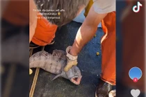 Cá sói diệt toàn bộ tôm hùm trong lưới của ngư dân Mỹ