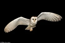  Bí ẩn loài chim quái, truyền tín hiệu chết chóc rợn người