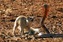 Diệt sạch hơn 32.000 con cầy mangut trên một hòn đảo ở Nhật