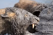 Video: “Khiếp vía” trước cảnh sư tử cùng linh cẩu xé xác trâu rừng