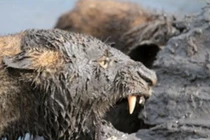 Video: “Khiếp vía” trước cảnh sư tử cùng linh cẩu xé xác trâu rừng