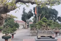 Vườn hội tụ những 'siêu cây' đình đám khắp 3 miền