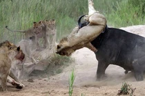“Rợn người” với cảnh sư tử bị trâu rừng húc xuyên bụng
