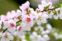 Năm 2024, sinh con vào tháng 4 Âm lịch này, trẻ thông minh, khỏe mạnh