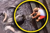 Phát hiện sinh vật khổng lồ kỳ lạ, cậu bé 8 tuổi thích thú