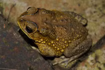 Khi nào thịt cóc gây ngộ độc?