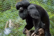 Ấn tượng những loài khỉ đặc hữu châu Mỹ ít người biết