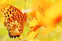 Người có ngày sinh ÂL kết thúc bằng con số này càng già càng giàu