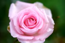 3 tháng Âm lịch vượng phát, người sinh vào là hưởng lộc vàng