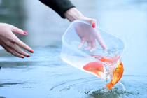 Mẹo thả cá Chép cúng ông Công ông Táo để 'phất' cả năm