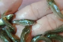 Việt Nam có loài cá từng bị chê “tới bến”, nay mang về trăm triệu/năm