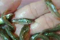 Việt Nam có loài cá từng bị chê “tới bến”, nay mang về trăm triệu/năm