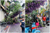 Bằng lăng tím gãy giữa phố cổ, dân tình ồ ạt đến check-in