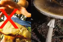 Loài nấm tử thần độc nhất thế giới