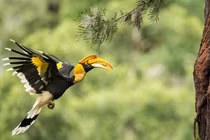 Loài chim cực quý hiếm ở Việt Nam, thế giới khát khao sở hữu 