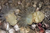 Đặc sản được ví như “thần dược phòng the”, đang cháy hàng dịp Tết 2022