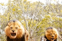 Cuộc tấn công nguy hiểm nhất của sư tử trong lịch sử