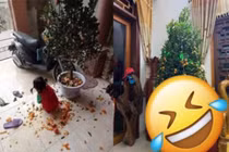 Cháu thăm nhà dịp Tết, ông hớt hải làm chuyện cả MXH cười bò